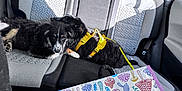 Bradley joined the competition — help win amazing prizes! puppy, dog, car_interior, backseat, harness, black_and_white, sunlight, seat, window, colorful_bag, pattern, mushroom_print, pet, animal, resting, domestic, leash, texture, shadow, daylight
