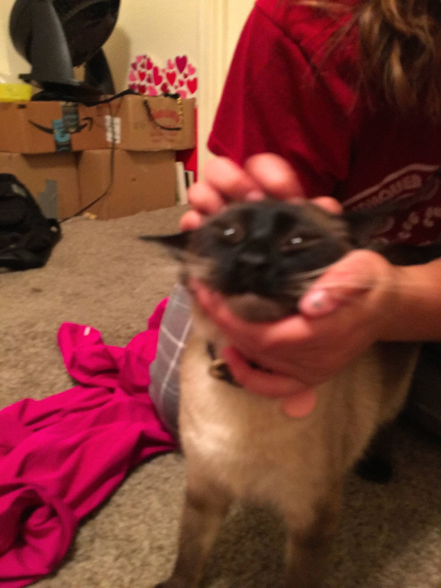 Alfred is registered to the contest to win money with this photo: backpack, bag, carnivore, cat, companion_dog, dog_breed, ear, fawn, felidae, flooring, fur, lap, luggage_and_bags, magenta, mammal, nail, small_to_medium_sized_cats, thumb, vertebrate, whiskers