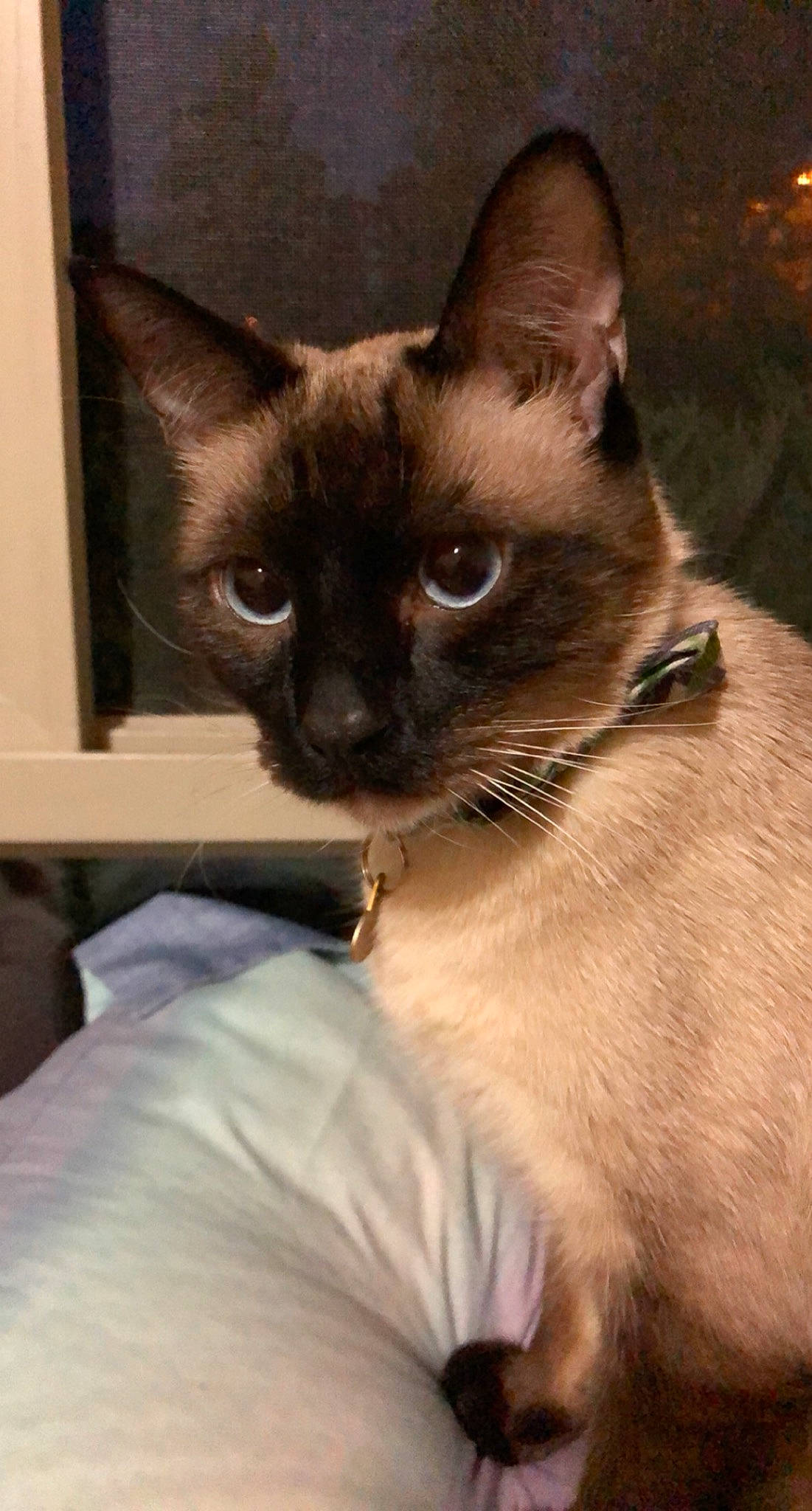 Alfred is registered to the contest to win money with this photo: balinese, carnivore, cat, comfort, fawn, felidae, fur, pet_supply, siamese, small_to_medium_sized_cats, snout, terrestrial_animal, thai, whiskers