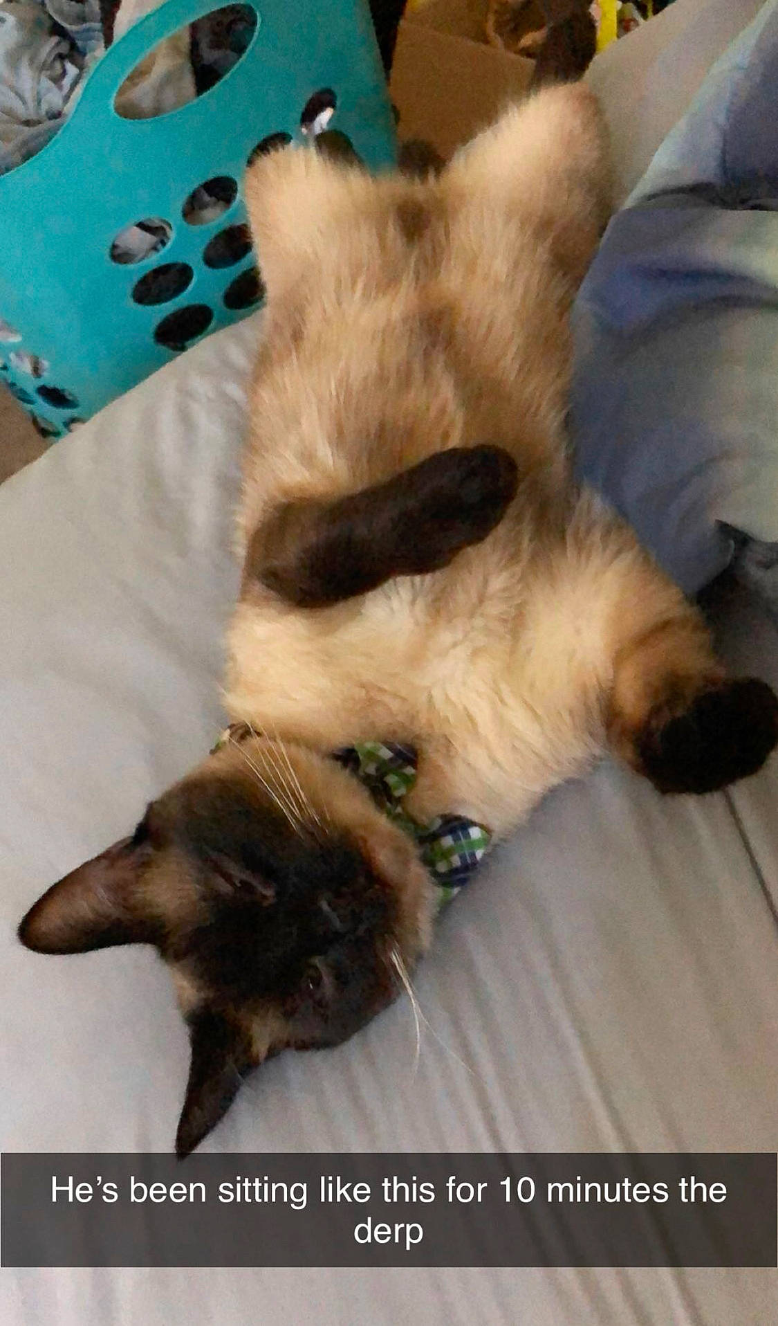 Alfred joined the competition — help win amazing prizes! canidae, carnivore, cat, claw, comfort, companion_dog, dog_breed, fawn, felidae, fur, nap, paw, siamese, small_to_medium_sized_cats, snout, sporting_group, tail, terrestrial_animal, whiskers