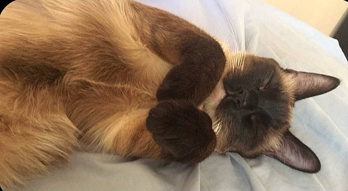 Alfred is registered to the contest to win money with this photo: carnivore, cat, claw, comfort, companion_dog, dog_breed, ear, eye, fawn, felidae, fur, liver, nap, paw, siamese, small_to_medium_sized_cats, snout, tail, vertebrate, whiskers