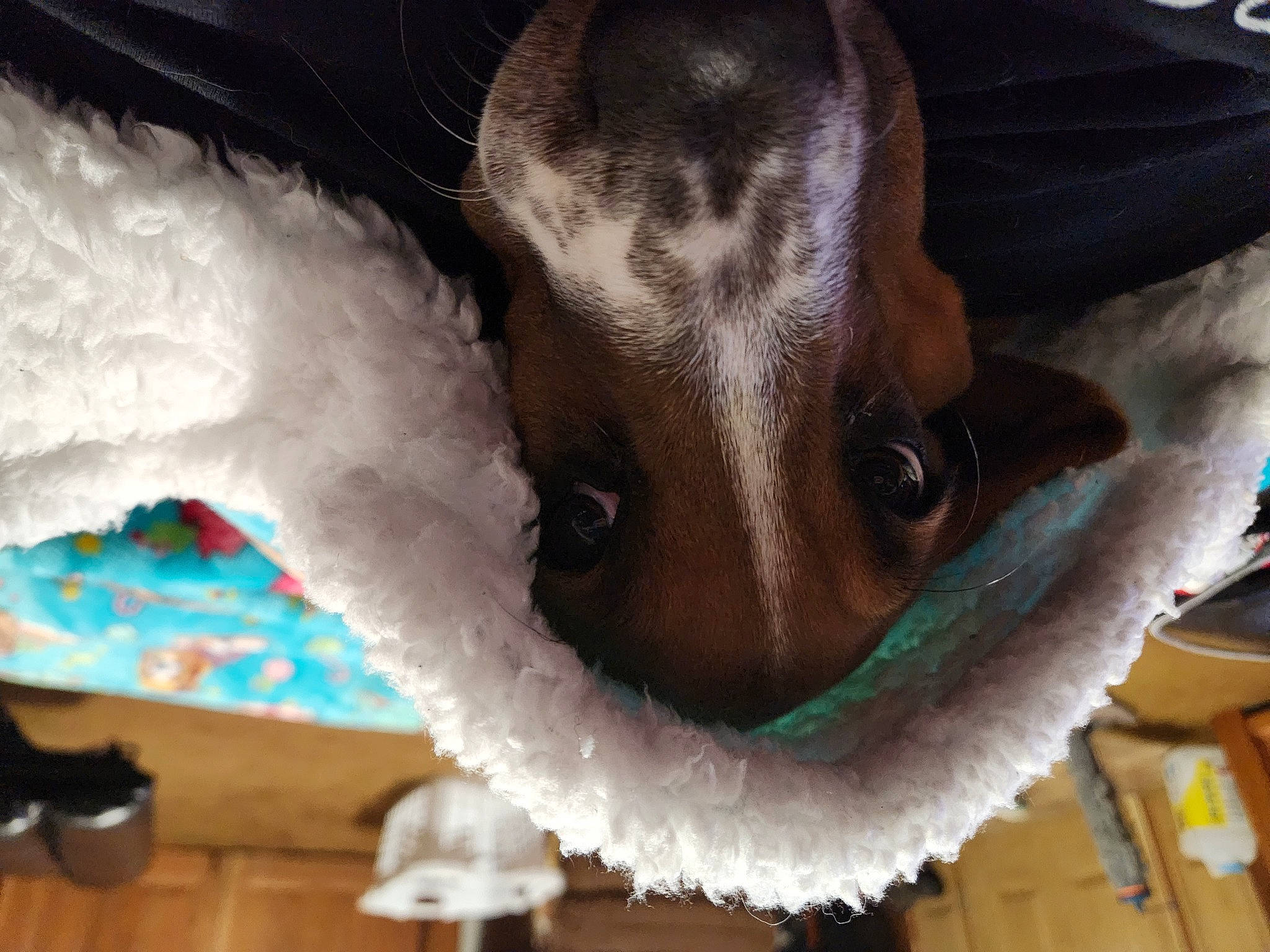 Prudence joined the competition — help win amazing prizes! beard, canidae, costume, eyelash, facial_hair, fashion_accessory, fawn, feather, fur, glove, jaw, moustache, natural_material, snout, tail, vertebrate, whiskers, white, wool, working_animal