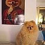 Winni a rejoint le concours — aidez-le/la à gagner de superbes lots ! dog, pomeranian, fluffy, pet, indoor, couch, poster, portrait, furniture, curtains, lamp, room, canine, animal, decor, smiling, seated, cozy, household, cute