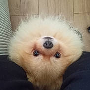 Winni participe au concours pour gagner de l'argent avec cette photo : dog, fluffy, pet, animal, cute, indoors, floor, wooden_floor, legs, looking_up, nose, fur, brown, small_dog, pomeranian, companion, domestic_animal, curious, friendly, adorable