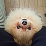 dog, fluffy, pet, animal, cute, indoors, floor, wooden_floor, legs, looking_up, nose, fur, brown, small_dog, pomeranian, companion, domestic_animal, curious, friendly, adorable