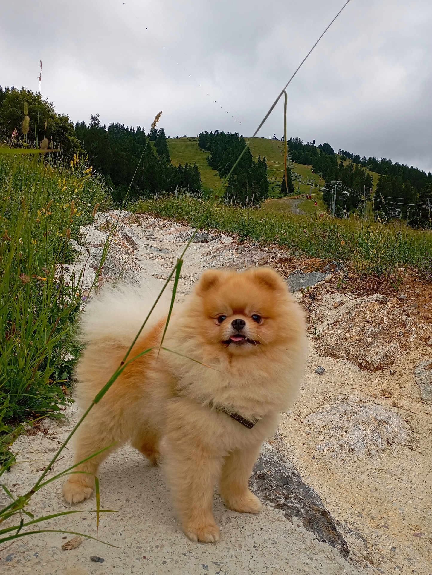 Winni participe au concours pour gagner de l'argent avec cette photo : dog, pomeranian, fluffy, outdoor, path, grass, wildflowers, rocks, hill, forest, trees, cloudy_sky, nature, animal, pet, walking, tongue_out, cable, ski_lift, scenic