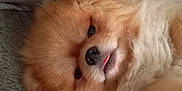 Winni a rejoint le concours — aidez-le/la à gagner de superbes lots ! dog, pomeranian, fluffy, pet, cute, lying_down, tongue_out, fur, animal, cozy, blanket, texture, resting, closeup, adorable, indoor, soft, sleepy, companion, domestic