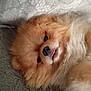 dog, pomeranian, fluffy, pet, cute, lying_down, tongue_out, fur, animal, cozy, blanket, texture, resting, closeup, adorable, indoor, soft, sleepy, companion, domestic