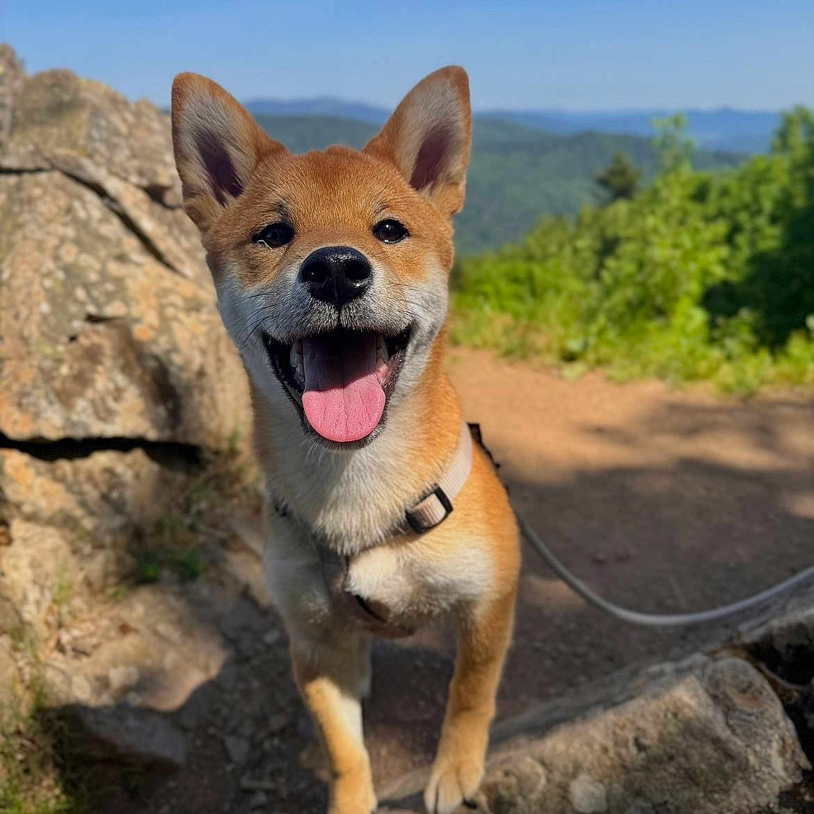Aiko participe au concours pour gagner de l'argent avec cette photo : dog, puppy, canine, happy, smiling, tongue_out, ears, collar, leash, outdoors, mountain, hiking, trail, rocks, landscape, blue_sky, greenery, nature, portrait, sunlight