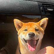 Aiko a rejoint le concours — aidez-le/la à gagner de superbes lots ! dog, shiba_inu, puppy, orange_coat, pointed_ears, open_mouth, smiling, tongue, happy, car, dashboard, passenger_seat, road_trip, indoors, sunlight, portrait, close_up, pet, collar, blue_ornament