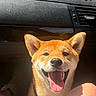 dog, shiba_inu, puppy, orange_coat, pointed_ears, open_mouth, smiling, tongue, happy, car, dashboard, passenger_seat, road_trip, indoors, sunlight, portrait, close_up, pet, collar, blue_ornament