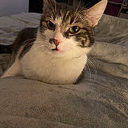 Wilo a rejoint le concours — aidez-le/la à gagner de superbes lots ! animal, bed, blanket, cat, cozy, curious, cute, domestic, feline, house, indoor, pet, relaxed, resting, shelf, soft, storage, tabby, whiskers, white_fur