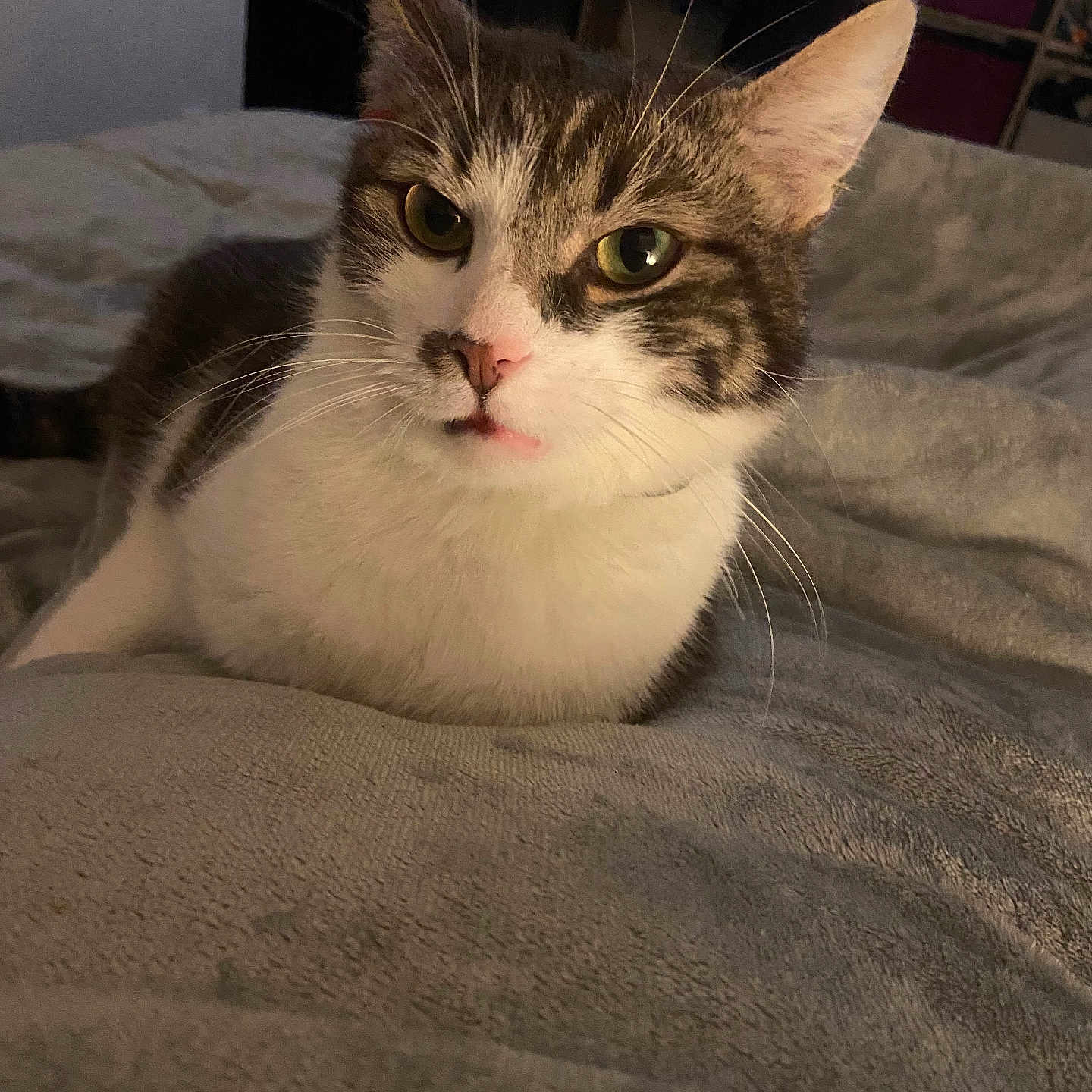 Wilo a rejoint le concours — aidez-le/la à gagner de superbes lots ! animal, bed, blanket, cat, cozy, curious, cute, domestic, feline, house, indoor, pet, relaxed, resting, shelf, soft, storage, tabby, whiskers, white_fur