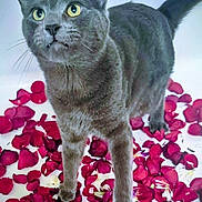 Ozzy joined the competition — help win amazing prizes! animal, cat, close_up, curious, cute_pet, domestic_cat, feline, flower_petals, gray_cat, indoor, looking_up, nature_indoor, paws, petals_on_floor, playful, rose_petals, soft_fur, tail, whiskers, yellow_eyes