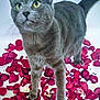 animal, cat, close_up, curious, cute_pet, domestic_cat, feline, flower_petals, gray_cat, indoor, looking_up, nature_indoor, paws, petals_on_floor, playful, rose_petals, soft_fur, tail, whiskers, yellow_eyes