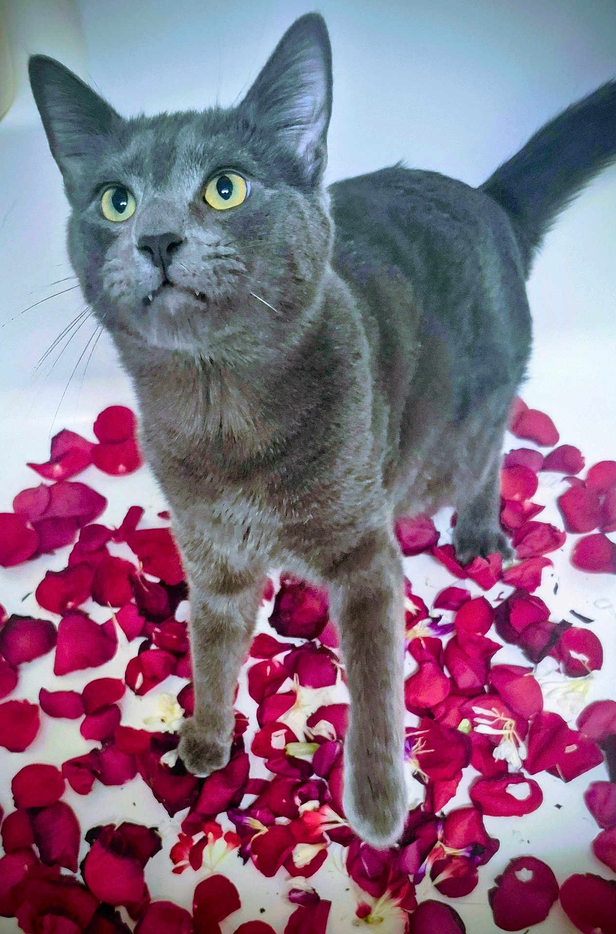 Ozzy joined the competition — help win amazing prizes! animal, cat, close_up, curious, cute_pet, domestic_cat, feline, flower_petals, gray_cat, indoor, looking_up, nature_indoor, paws, petals_on_floor, playful, rose_petals, soft_fur, tail, whiskers, yellow_eyes