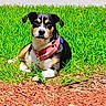 dog, puppy, pet, animal, tricolor, black_white_brown, collar, pink_collar, outdoor, grass, lawn, mulch, sitting, lying_down, portrait, front_facing, floppy_ears, short_fur, garden, daylight