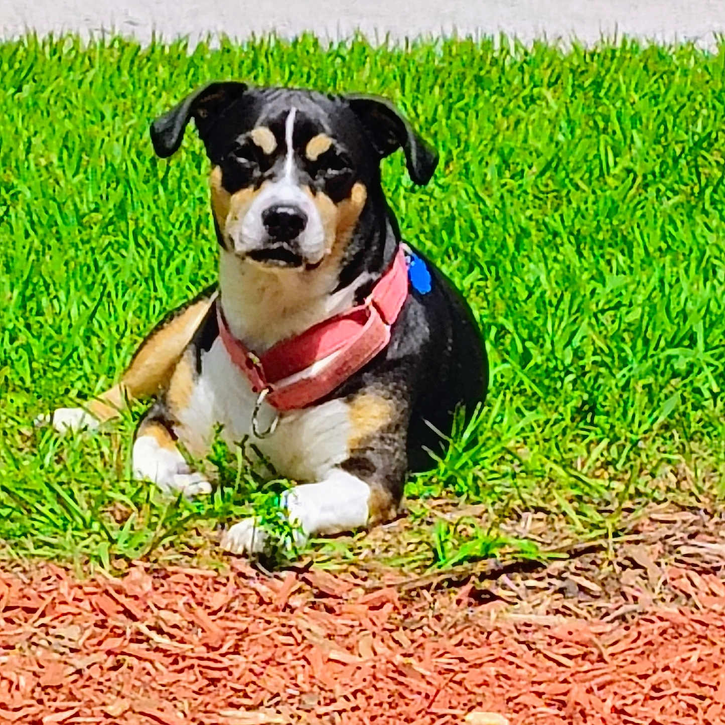 Sunni Mae joined the competition — help win amazing prizes! dog, puppy, pet, animal, tricolor, black_white_brown, collar, pink_collar, outdoor, grass, lawn, mulch, sitting, lying_down, portrait, front_facing, floppy_ears, short_fur, garden, daylight