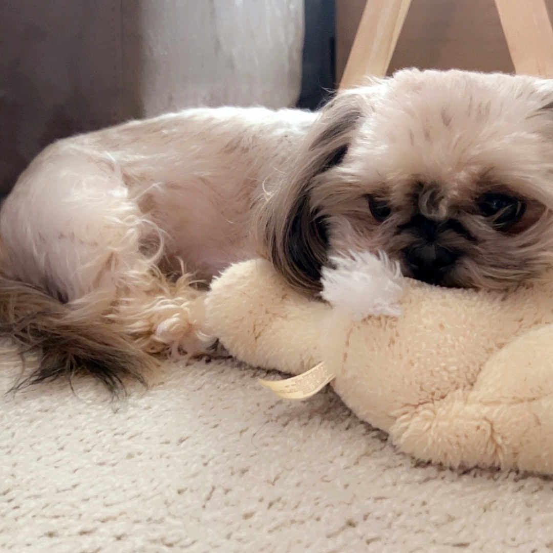 Sky joined the competition — help win amazing prizes! adorable, animal, carpet, companion, cozy, cute, dog, fluffy, furniture, home, indoor, pet, plush_toy, puppy, relaxed, resting, sleepy, small_dog, soft, toy