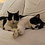 animal, bed, black_and_white, cat, close_up, companions, cozy, cute, cute_pets, domestic, feline, friendship, indoor, pets, relaxing, resting, sleepy, soft, two_cats, whiskers