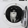 animal, appliance, black_and_white, cat, clean, curious, cute, domestic, door_open, feline, front_load, household, indoor, laundry_room, looking, pet, sitting, still, washing_machine, white