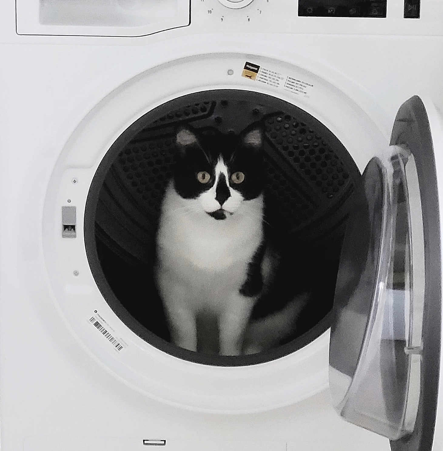 Holstein participe au concours pour gagner de l'argent avec cette photo : animal, appliance, black_and_white, cat, clean, curious, cute, domestic, door_open, feline, front_load, household, indoor, laundry_room, looking, pet, sitting, still, washing_machine, white