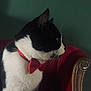 Holstein a rejoint le concours — aidez-le/la à gagner de superbes lots ! armchair, black_and_white, bow_tie, calm, cat, domestic_animal, ears, feline, fur, indoor, nose, pet, portrait, profile, quiet, red, seated, side_view, vintage, whiskers