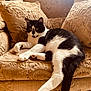 Holstein participe au concours pour gagner de l'argent avec cette photo : animal, armchair, black_and_white, cat, cozy, cushion, fabric, feline, fur, indoor, light, ornate, pattern, paw, pet, relaxed, resting, tail, vintage, whiskers