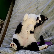 Holstein participe au concours pour gagner de l'argent avec cette photo : animal, bed, black_and_white, blanket, cat, cozy, cute, domestic_cat, feline, fur, indoor, lying_down, paws, pet, relaxed, resting, sleepy, soft, tail, whiskers