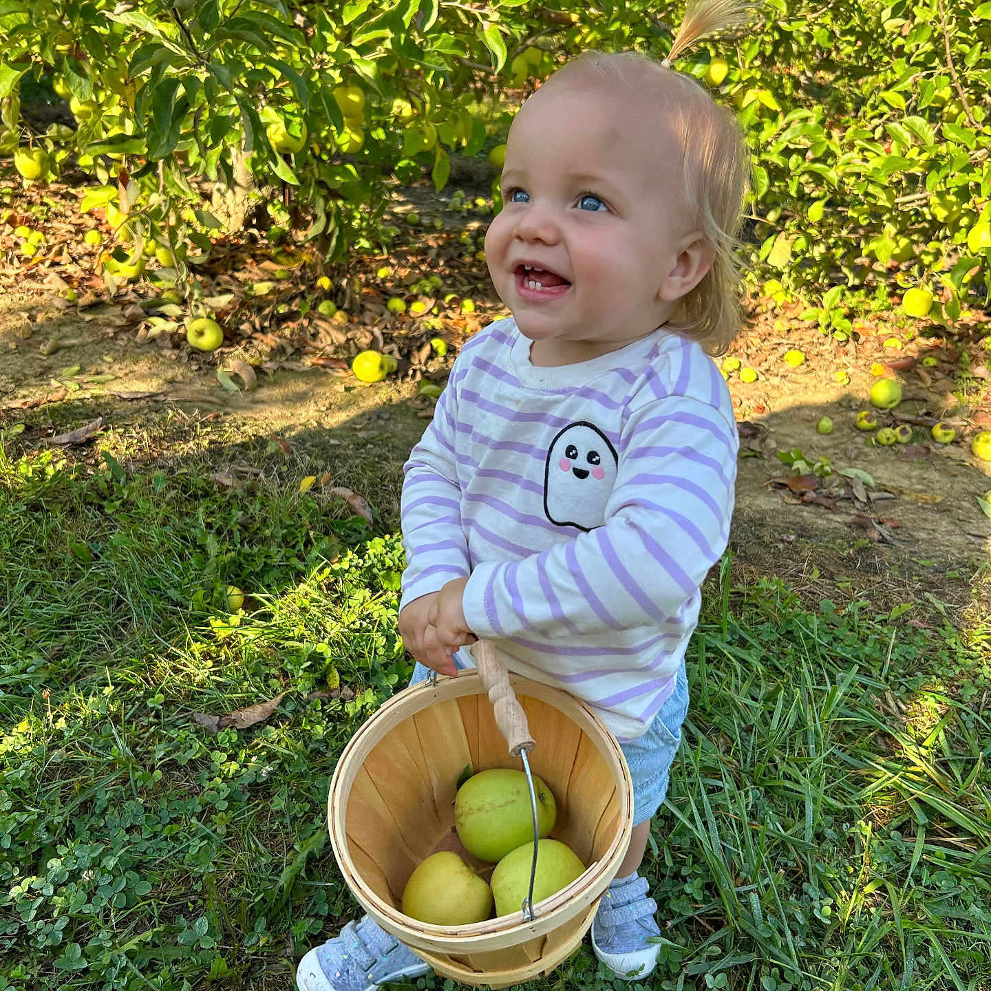 Elsie is registered to the contest to win money with this photo: apple_orchard, basket, blue_eyes, child, cute, daylight, grass, green_apples, hair_ponytail, happy, holding, nature, outdoor, shorts, smiling, standing, striped_shirt, sunlight, toddler, trees