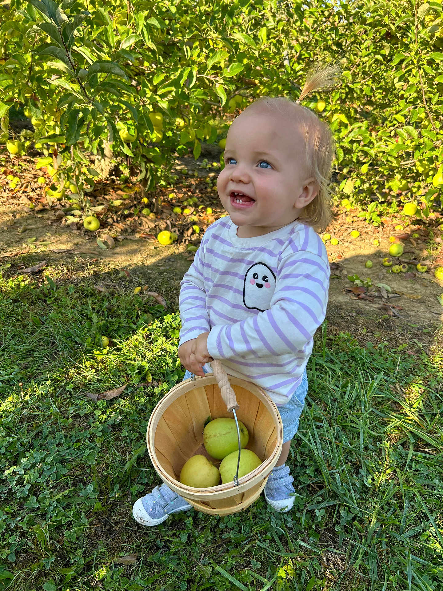 Elsie is registered to the contest to win money with this photo: toddler, child, apple_orchard, basket, green_apples, grass, trees, sunlight, outdoor, happy, smiling, blue_eyes, shorts, striped_shirt, nature, daylight, cute, holding, standing, hair_ponytail