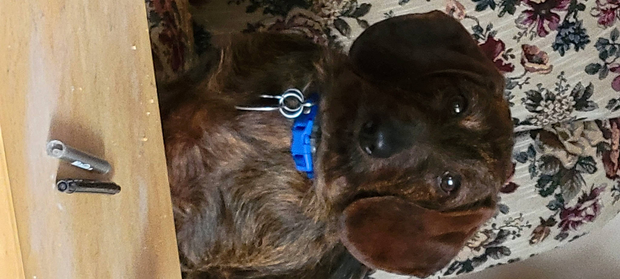 Baloo joined the competition — help win amazing prizes! canidae, carnivore, cocker_spaniel, collar, companion_dog, dog, dog_breed, dog_collar, ear, fawn, fur, guard_dog, liver, retriever, snout, spaniel, sporting_group, whiskers, working_animal, wrinkle