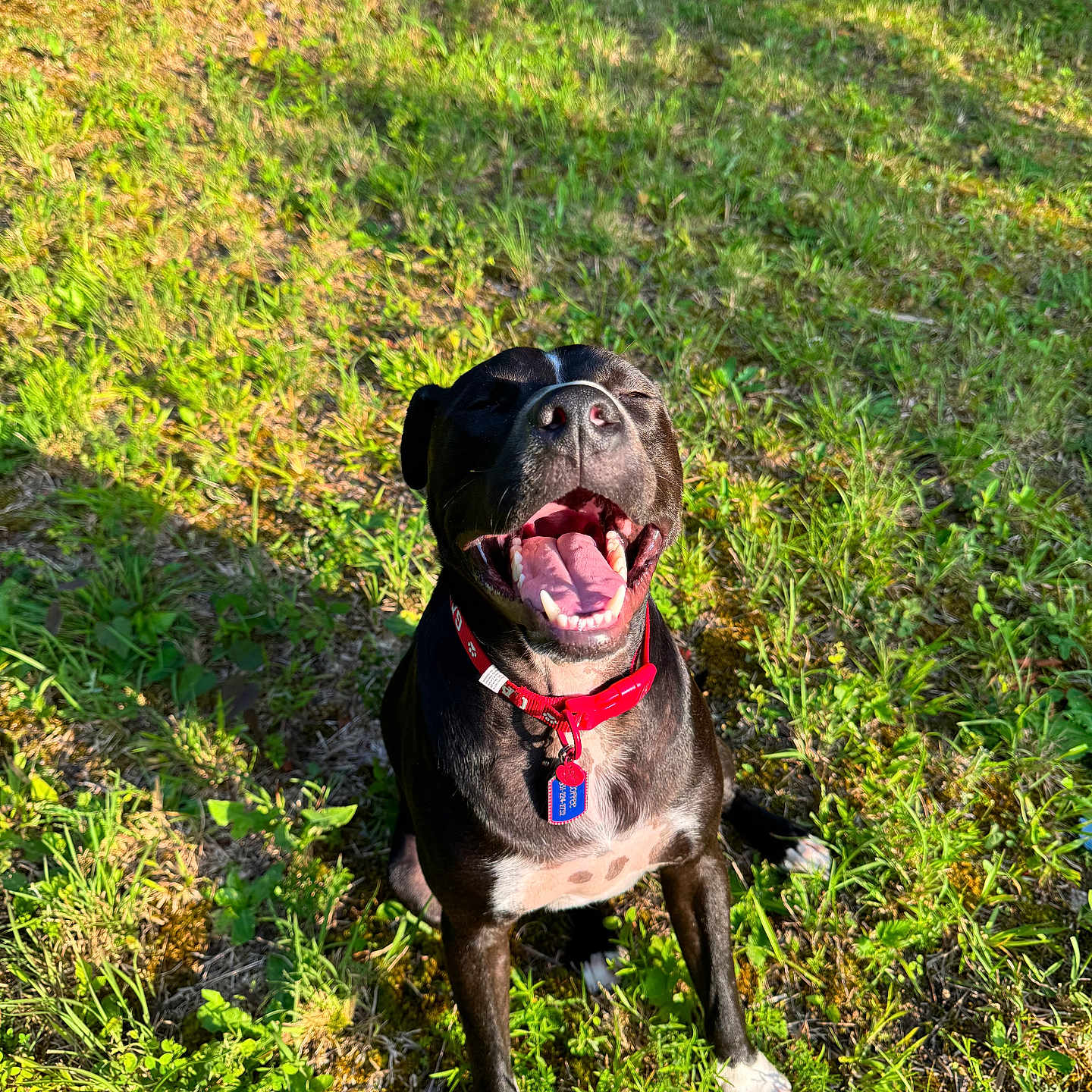 Coffee is registered to the contest to win money with this photo: animal, bodypart, boxer, bulldog, canine, dog, face, grass, head, mouth, nature, outdoors, person, pet, photography, plant, portrait, puppy, summer, vegetation