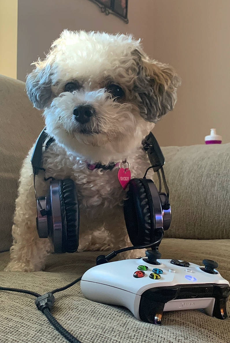 Gracie joined the competition — help win amazing prizes! audio_equipment, carnivore, chair, companion_dog, dog, dog_breed, dog_clothes, dog_collar, dog_supply, eyewear, flooring, fur, home_appliance, input_device, machine, small_terrier, sporting_group, sunglasses, terrier, toy_dog