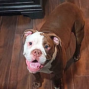 Roscoe joined the competition — help win amazing prizes! dog, bulldog, brown_and_white, pet, smiling, indoor, wooden_floor, canine, looking_up, happy, animal, domestic, ears, tongue, four_legs, flooring, friendly, fur, snout, companion