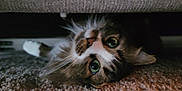 Mimi is registered to the contest to win money with this photo: cat, green_eyes, fluffy, carpet, indoor, pet, feline, curious, lying_down, whiskers, close_up, domestic_animal, animal_face, fur, playful, resting, cozy, shadow, cute, home