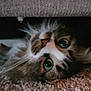 cat, green_eyes, fluffy, carpet, indoor, pet, feline, curious, lying_down, whiskers, close_up, domestic_animal, animal_face, fur, playful, resting, cozy, shadow, cute, home