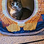 Mimi joined the competition — help win amazing prizes! cat, animal, pet, feline, tent, lion_design, carpet, indoor, cozy, curious, whiskers, ears, fur, circular_opening, resting, cute, household, fabric, soft_lighting, playful