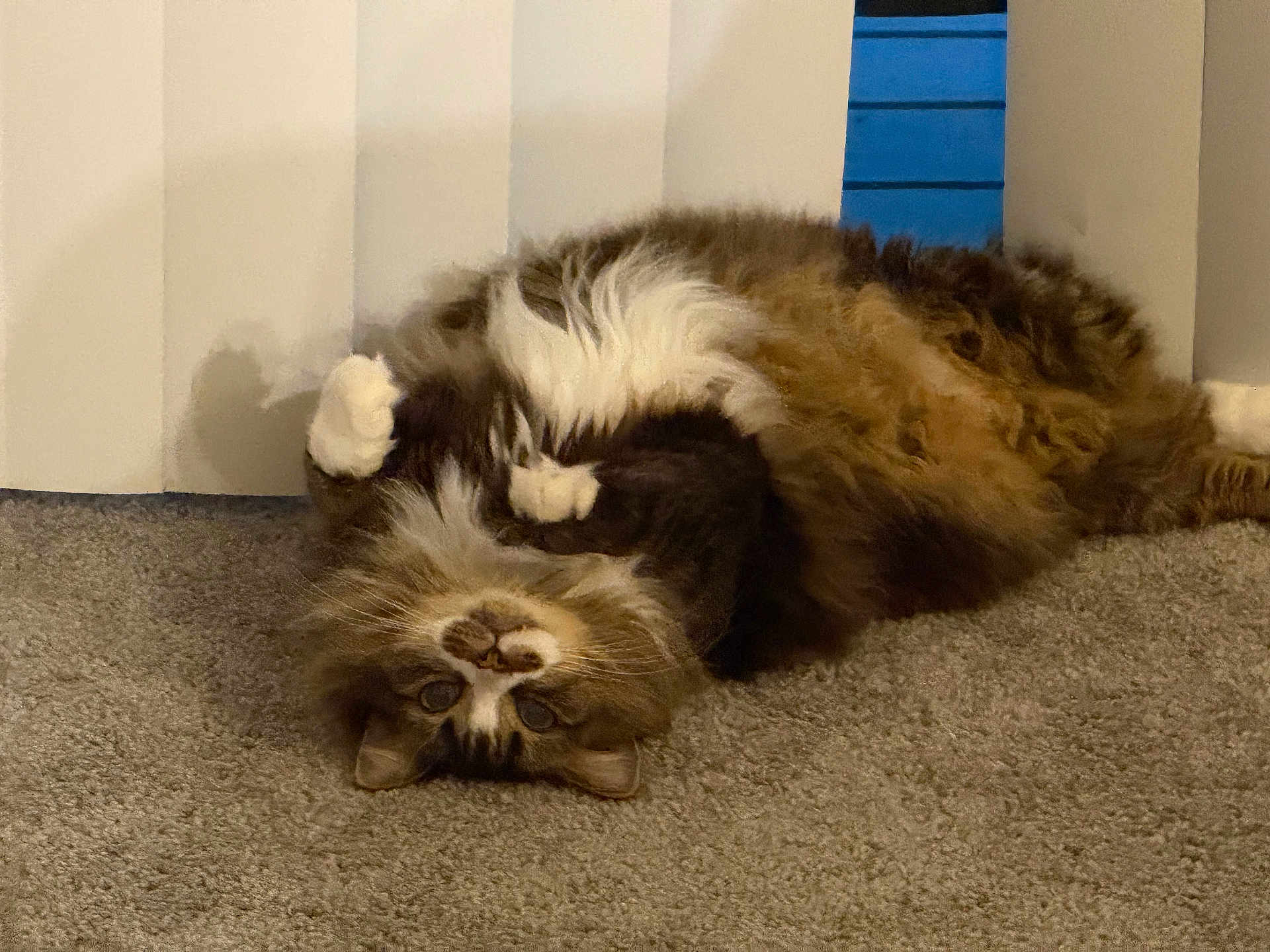 Mimi joined the competition — help win amazing prizes! cat, fluffy, upside_down, carpet, indoor, pet, whiskers, paws, fur, relaxed, blinds, brown, white, tabby, cute, animal, domestic, lying_down, resting, cozy