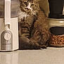 Mimi is registered to the contest to win money with this photo: cat, tabby_cat, feline, pet, kitchen_countertop, appliance, food_jar, almonds, potted_plant, plant, indoor, brown_fur, white_fur, curious, sitting, household, domestic, quiet, still_life, cozy