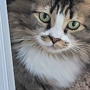Mimi is registered to the contest to win money with this photo: cat, fluffy, green_eyes, close_up, carpet, indoor, pet, curious, whiskers, paw, feline, tabby, animal, domestic, face, ears, nose, fur, portrait, peeking