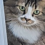 cat, fluffy, green_eyes, close_up, carpet, indoor, pet, curious, whiskers, paw, feline, tabby, animal, domestic, face, ears, nose, fur, portrait, peeking