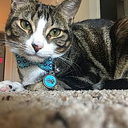 Merlin is registered to the contest to win money with this photo: cat, tabby, bow_tie, pet_tag, carpet, indoor, close_up, feline, whiskers, paw, green_eyes, domestic_cat, relaxed, home, cute, animal, mammal, portrait, fur, household