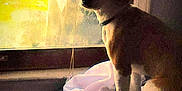 Red is registered to the contest to win money with this photo: dog, window, sunlight, blanket, indoor, pet, cozy, warm_light, curtain, looking_out, resting, animal, collar, furniture, quiet, shadow, soft_texture, daylight, relaxing, home