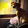 dog, window, sunlight, blanket, indoor, pet, cozy, warm_light, curtain, looking_out, resting, animal, collar, furniture, quiet, shadow, soft_texture, daylight, relaxing, home