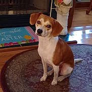 Red joined the competition — help win amazing prizes! dog, brown_and_white, sitting, indoor, rug, floor, fireplace, decor, easter, holiday, bunny_decoration, mat, wood_floor, pet, animal, cute, looking, ears, tail, home