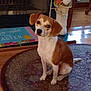 dog, brown_and_white, sitting, indoor, rug, floor, fireplace, decor, easter, holiday, bunny_decoration, mat, wood_floor, pet, animal, cute, looking, ears, tail, home