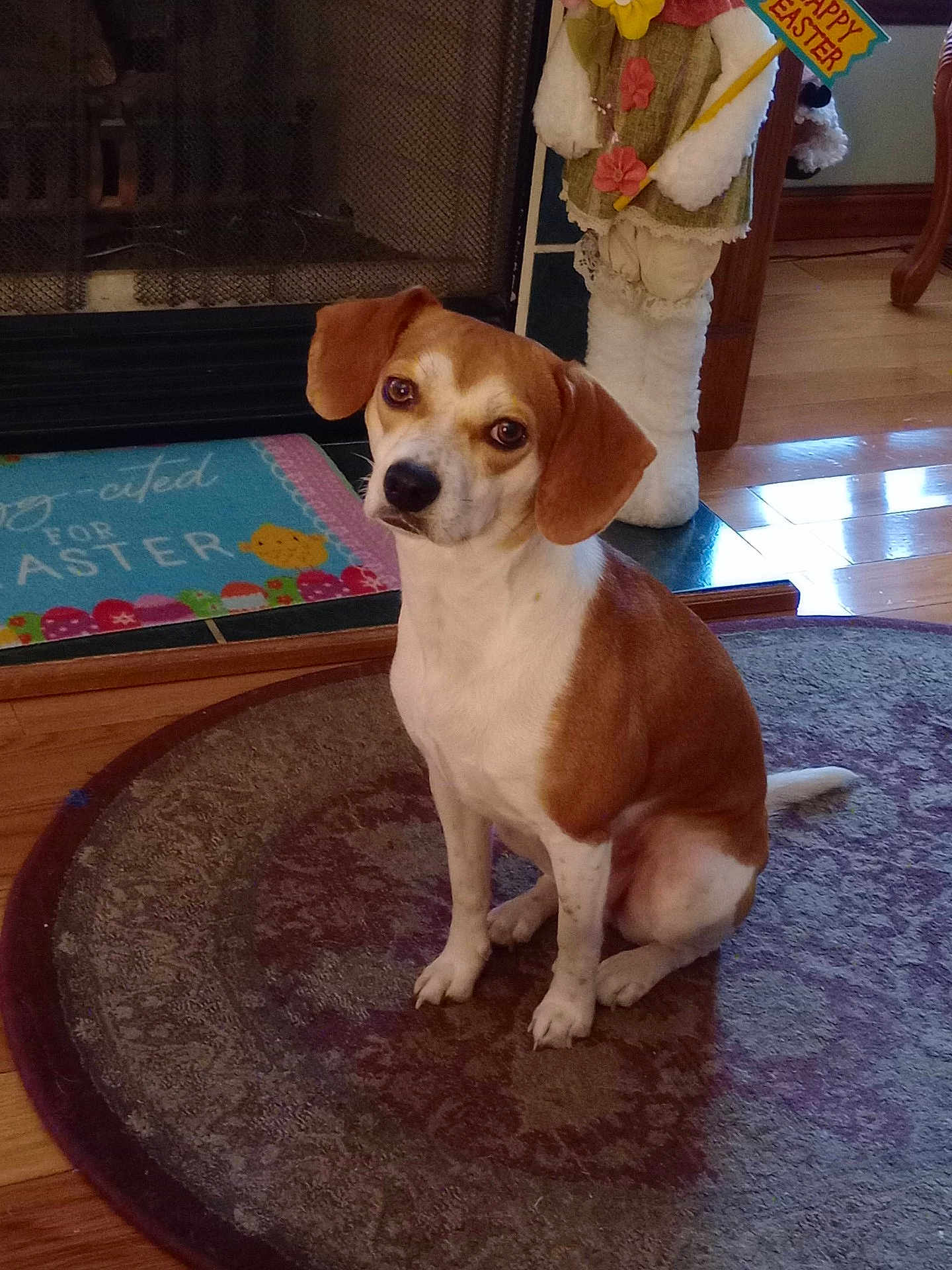 Red joined the competition — help win amazing prizes! dog, brown_and_white, sitting, indoor, rug, floor, fireplace, decor, easter, holiday, bunny_decoration, mat, wood_floor, pet, animal, cute, looking, ears, tail, home