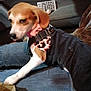 Red is registered to the contest to win money with this photo: dog, puppy, pet, denim_overalls, pink_bow, car_interior, seat, lap, plush_toy, paper_bag, jeans, animal, cute, young_dog, indoor, seatbelt, fabric, toy, person, blur
