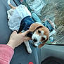 Red joined the competition — help win amazing prizes! puppy, dog, beagle, tutu, denim, clothing, car_dashboard, hand, pet, animal, cute, brown_and_white, window, outside, trees, vehicles, residential_area, curious, sitting, indoors